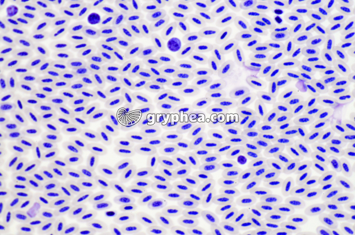 Sang d'Oiseau x200 - gryphea.org